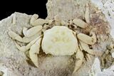 Fossil Crab (Potamon) Preserved in Travertine - Turkey #112342-2